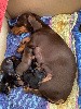  - 5 CHIOTS NAIN ET KANINCHEN 