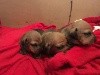  - CHIOTS TECKEL KANINCHEN ET NAIN POIL RAS 