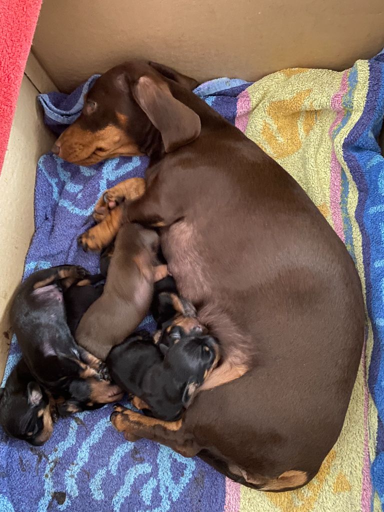 5 CHIOTS NAIN ET KANINCHEN 