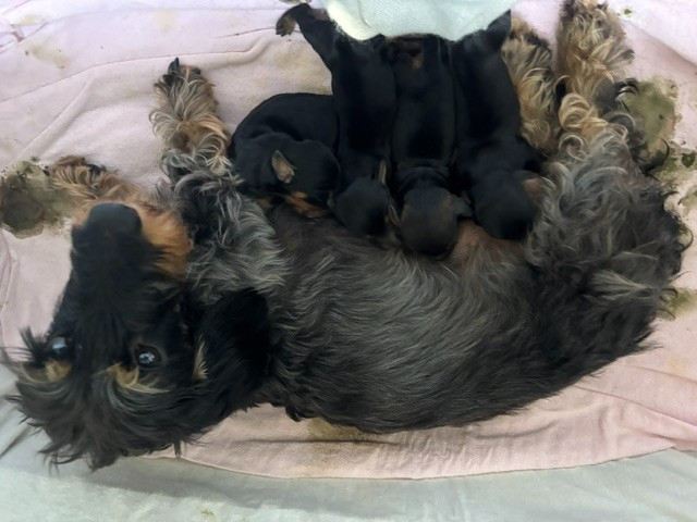 4 chiots nains poil dur lof nés le 27 mai 2026