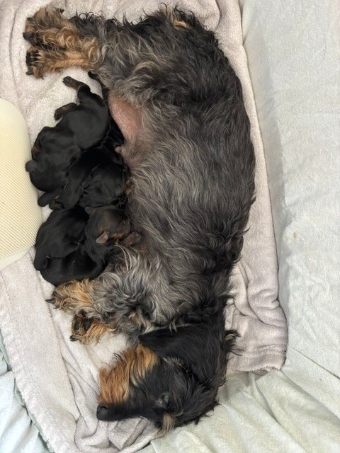 de la Cour des Tamaris - 4 chiots nains poil dur lof nés le 27 mai 2026