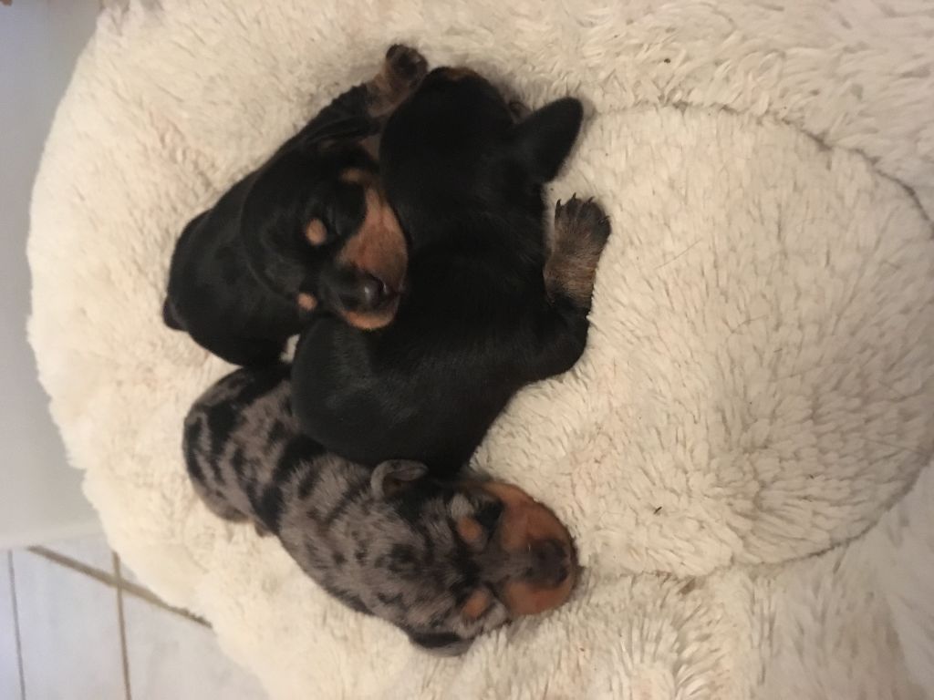 chiots teckel kaninchen poil ras