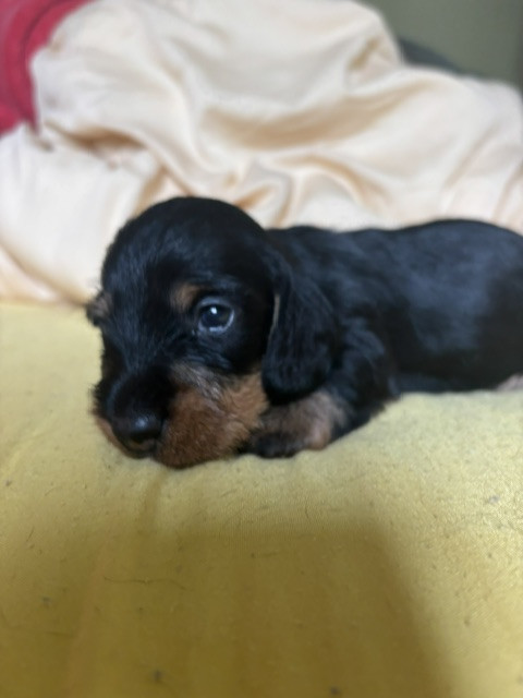 de la Cour des Tamaris - Chiots disponibles - Teckel