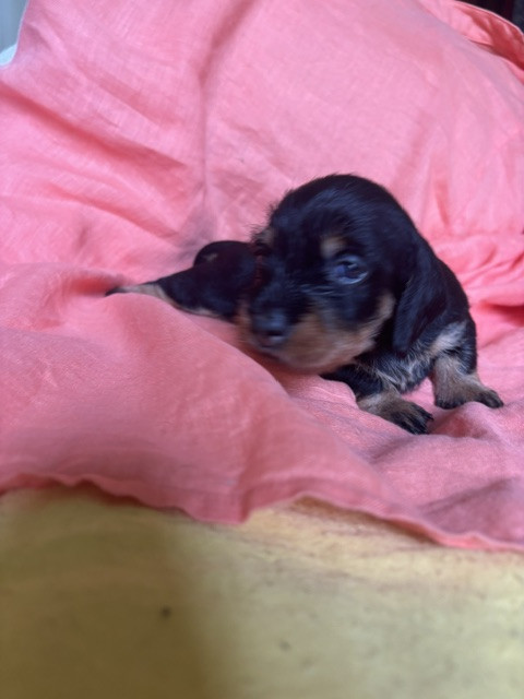 de la Cour des Tamaris - Chiots disponibles - Teckel